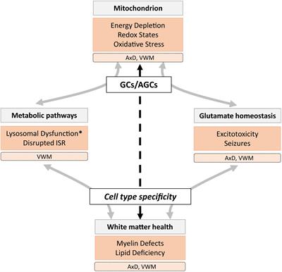 Glutamate Carrier Involvement in Mitochondrial Dysfunctioning in the Brain White Matter